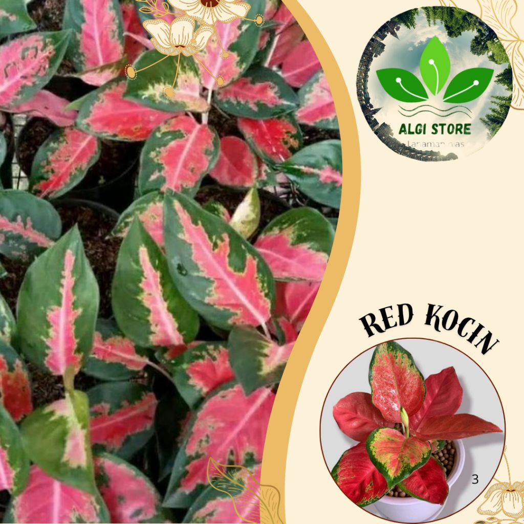 Tanaman Hias Aglonema Red Kocin  Kocin Merah Murah Berkualitas Aglonema  Daun Rimbun