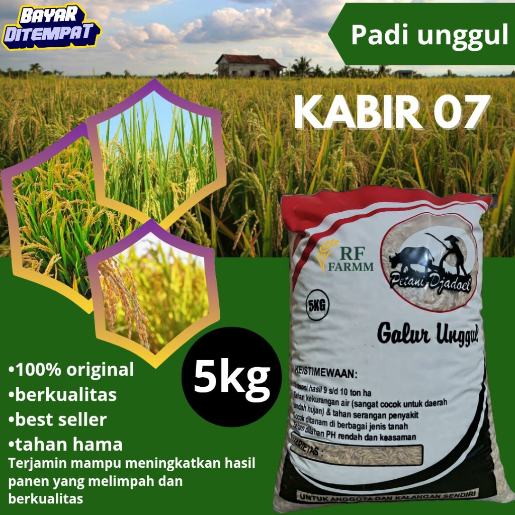 bibit padi Kabir 07 5kg original berkualitas