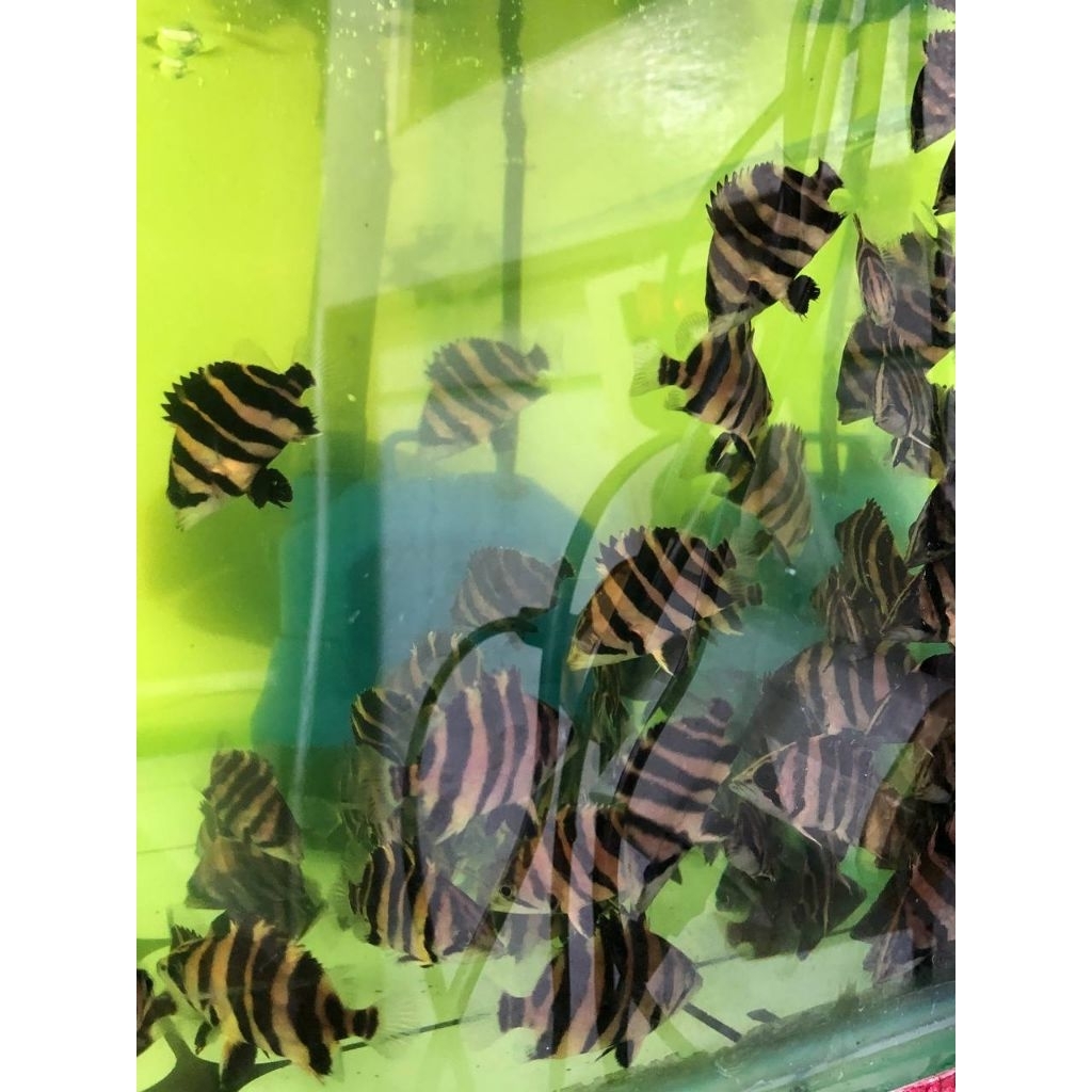 Tiger datz gold sumatera