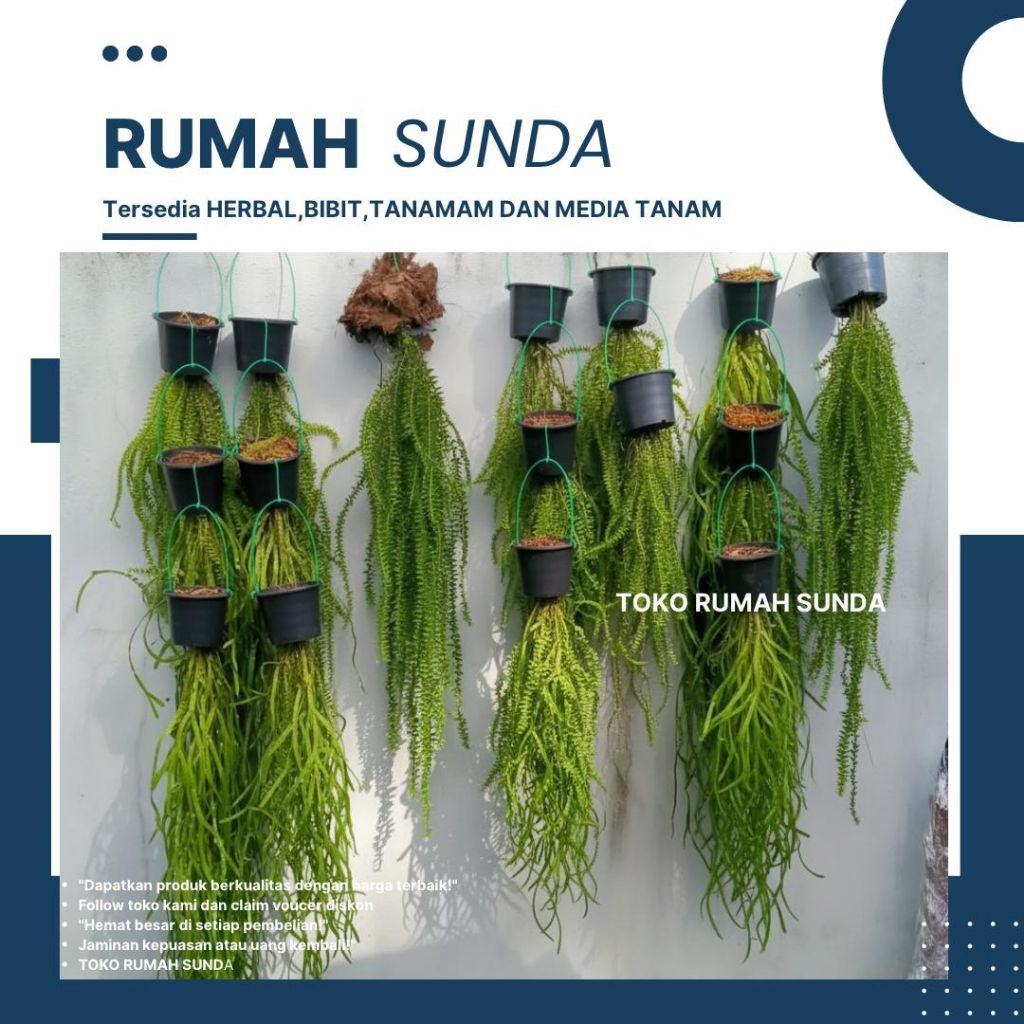 Kumpai Huperzia / Tanaman Rumpai Huperzia Jumbo