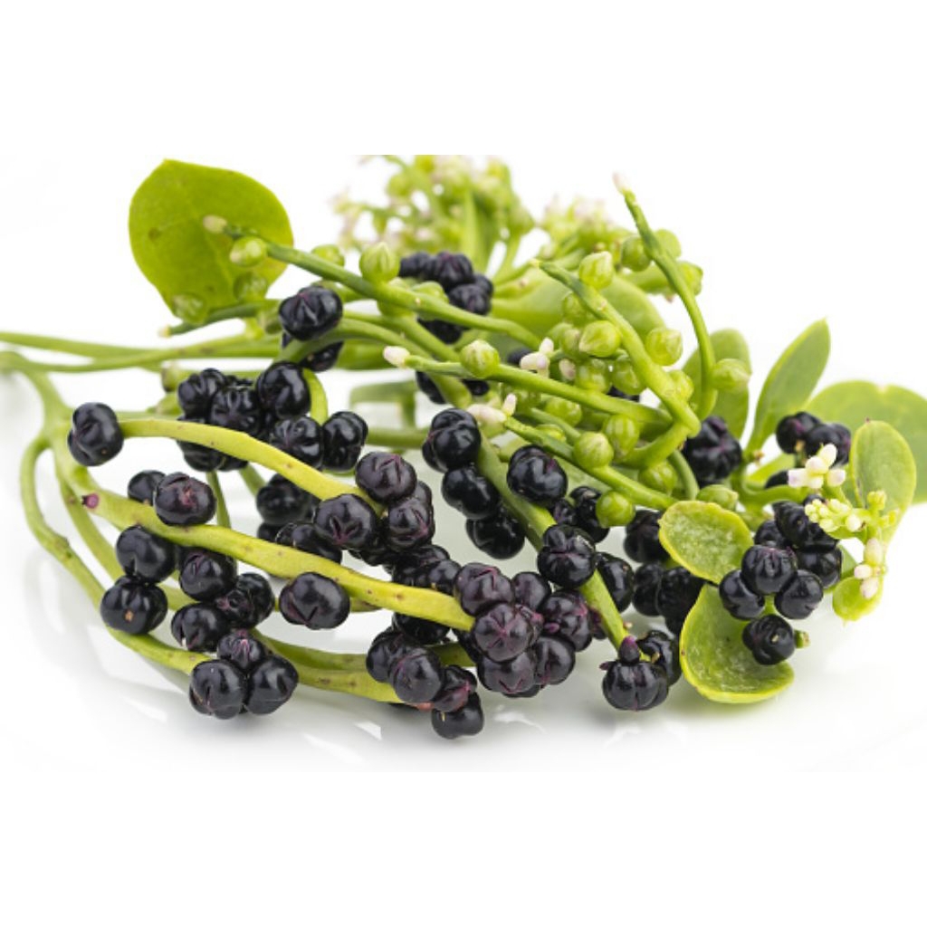 Angkung segar obat china stoke 350 biji + bonus