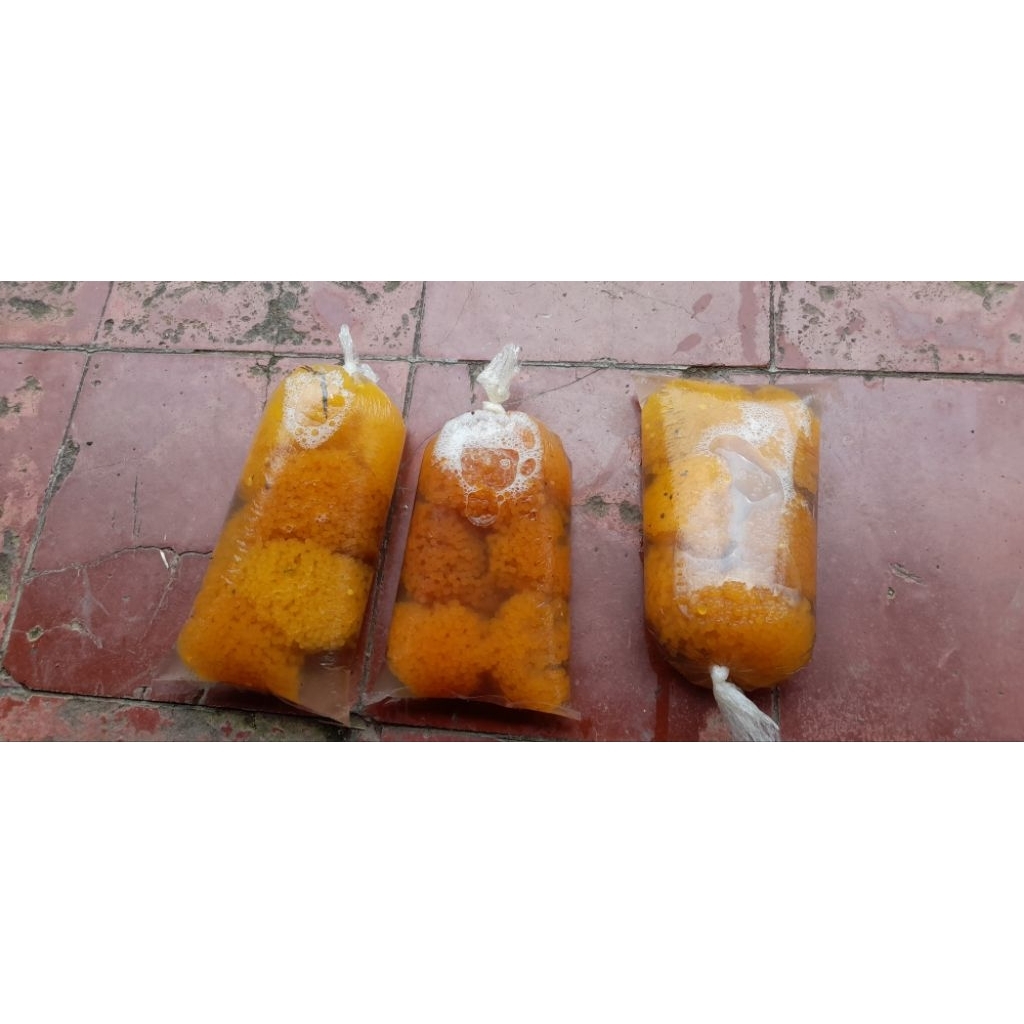 TS Telor sapu sapu umpan galatama lele