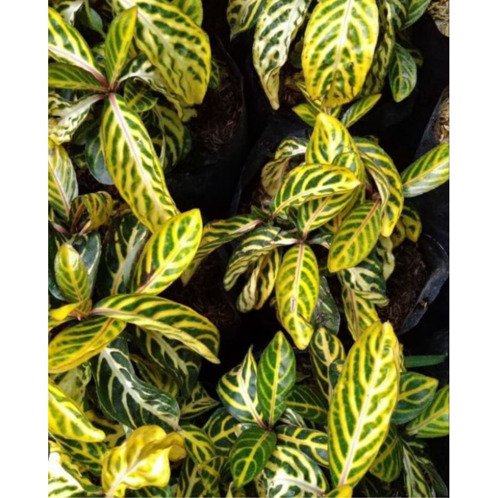 Tanaman Aphelandra squarrosa/zebra atau daun zebra.