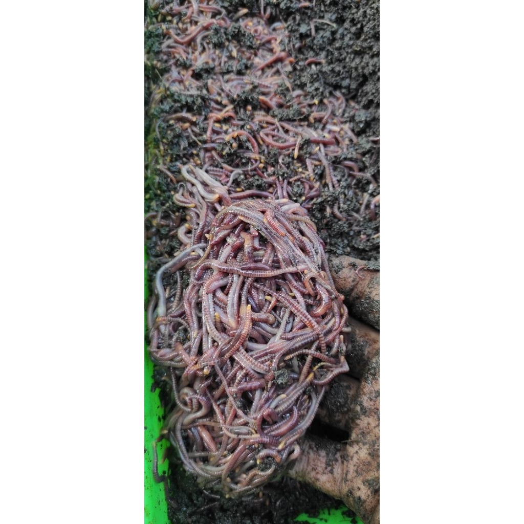 CACING TIGER MURNI 500 GRAM PREMIUM UMPAN GACOR GALATAMA LELE