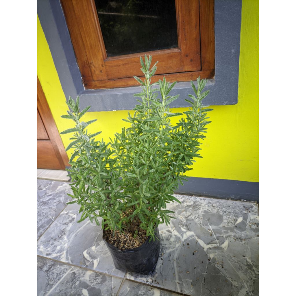 Tanaman lavender french / francis  JUMBO RIMBUN BESAR