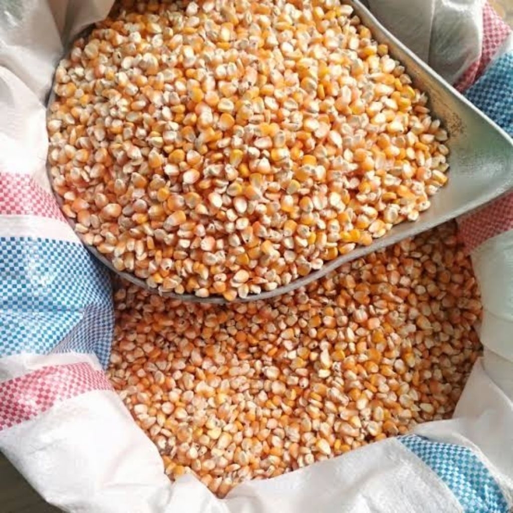 Jagung Pipil, Jagung Pakan Ternak 1Kg