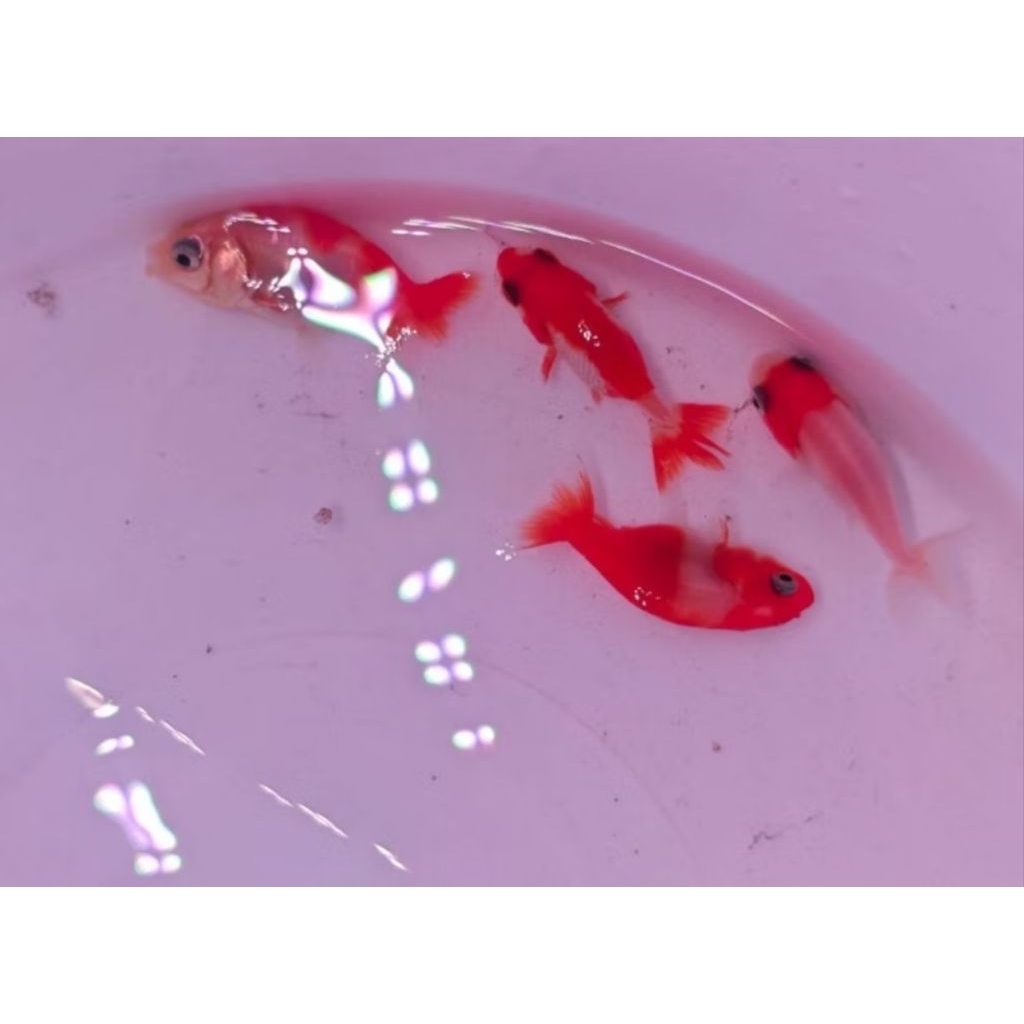 Ikan Hias Mas Koki Ranchu Goldfish Baby