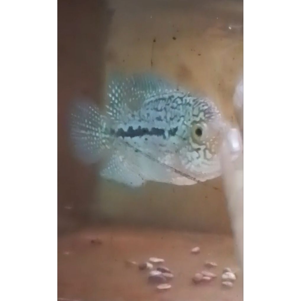 Louhan Kamfa F3 Ori Good Quality Hiasan Aquarium