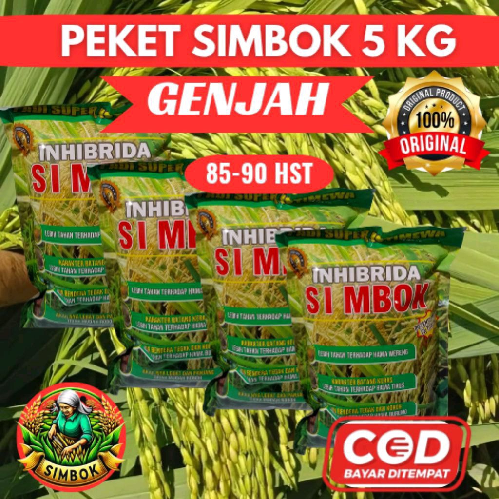 (5kg simbok genjah)PADI SIMBOK UMUR PENDEK 85-90 HST