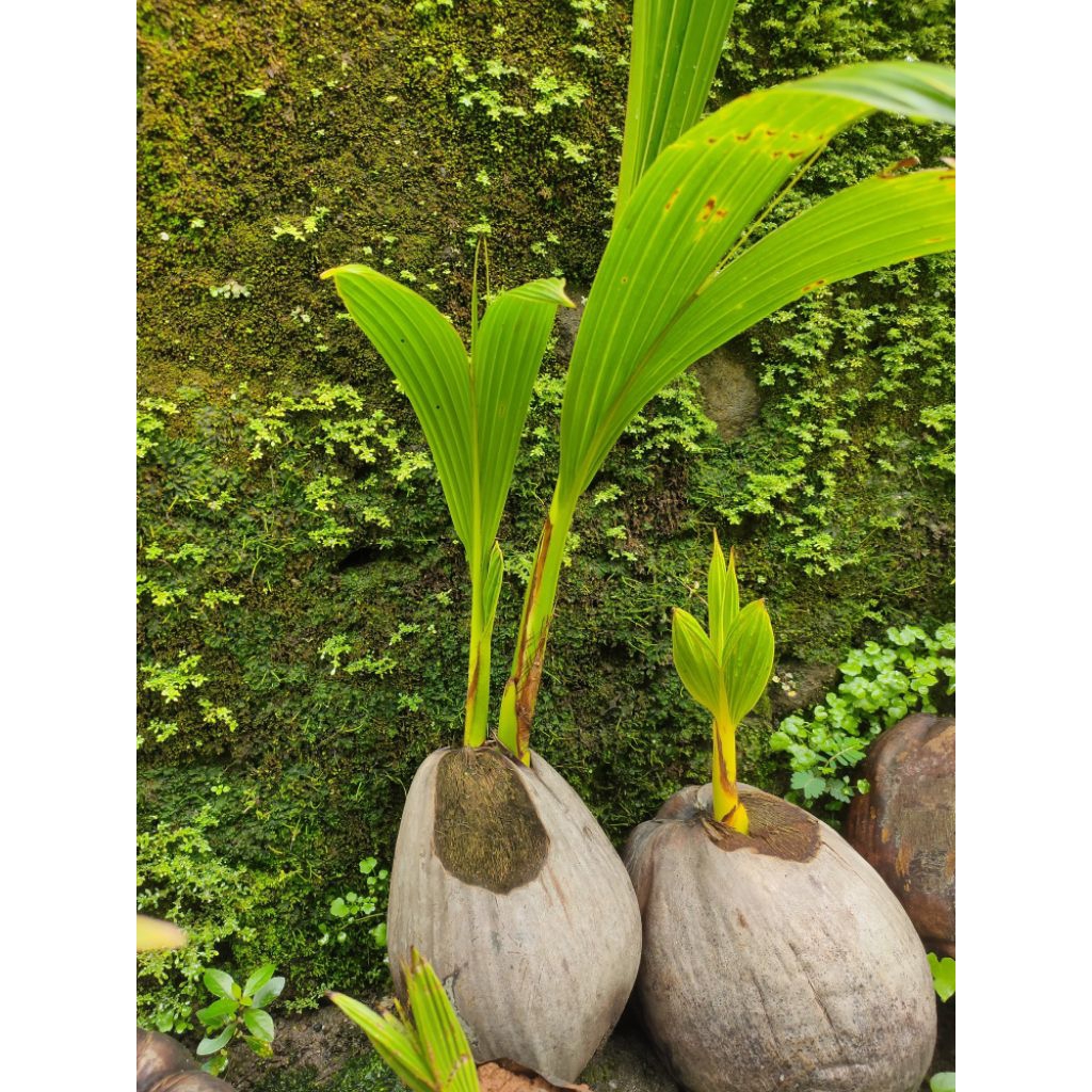 Kelapa kembar