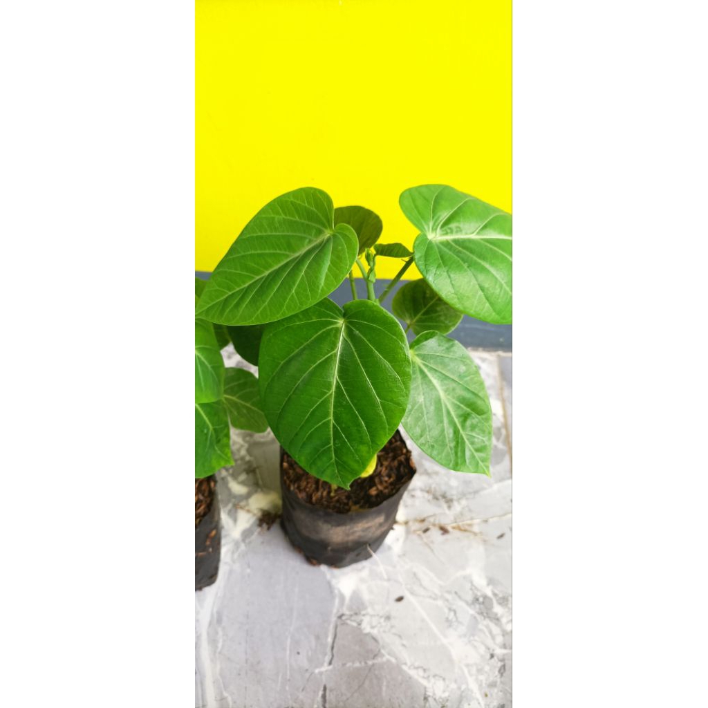 tanaman buah markisa manis(konyal)