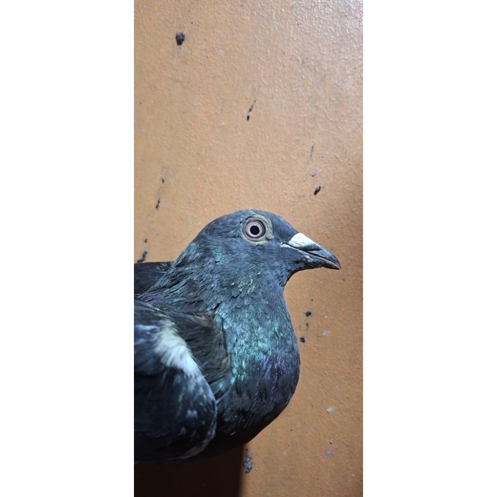 merpati pos racing betina