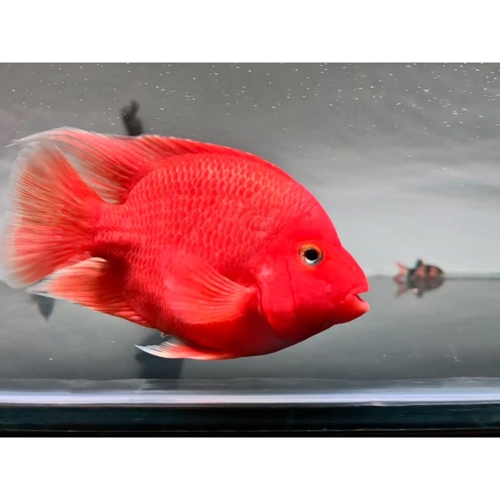 Kingkong Parrot Size 5 Jari #PromoSpecial