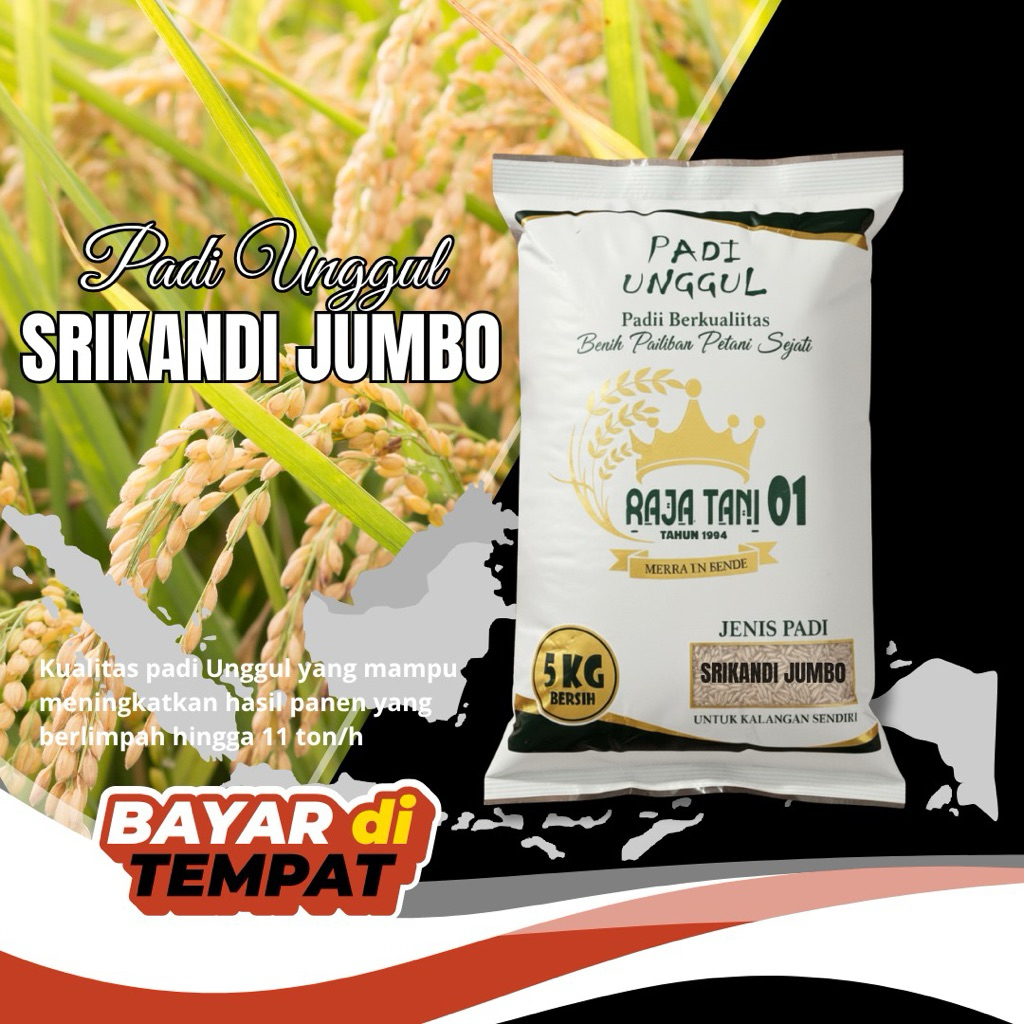 benih padi unggul Srikandi jumbo original cepat panen