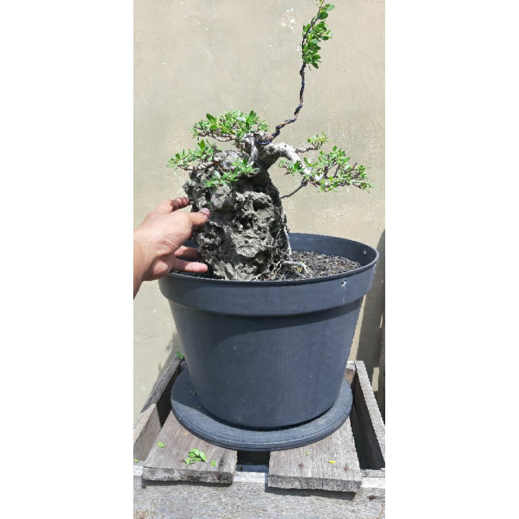 Bahan Bonsai Santigi on the rock hasil tanam dari biji