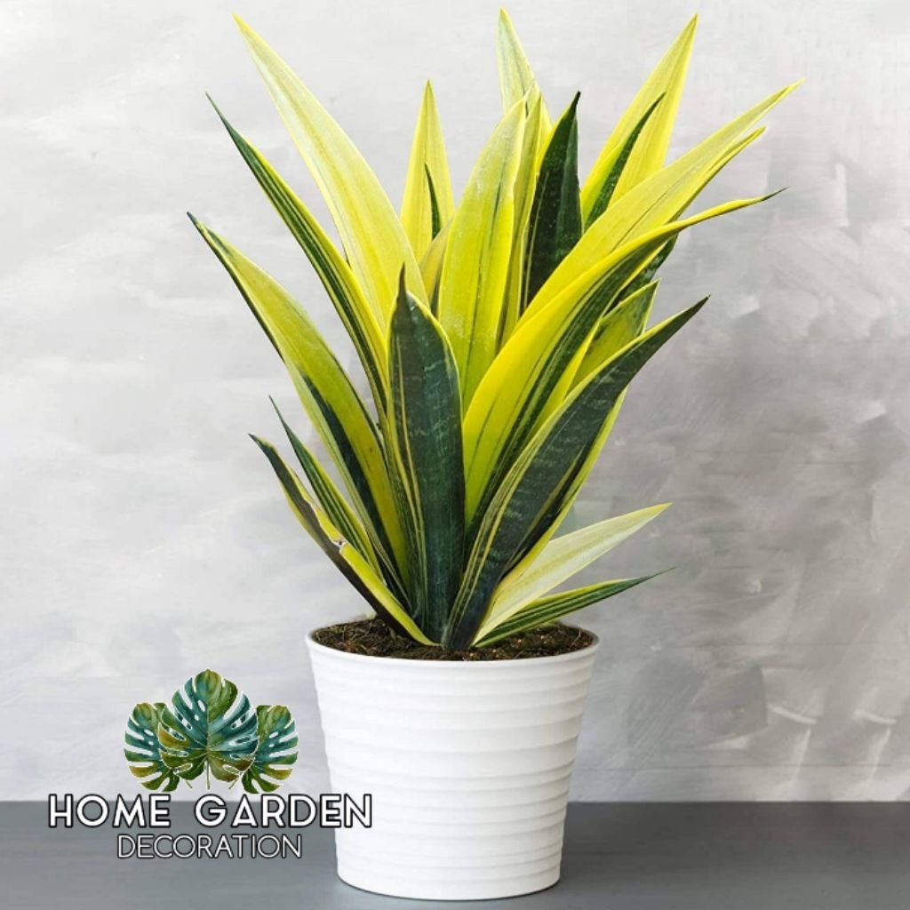 sansivera golden flame - Tanaman hias sansivera golden flame termurah