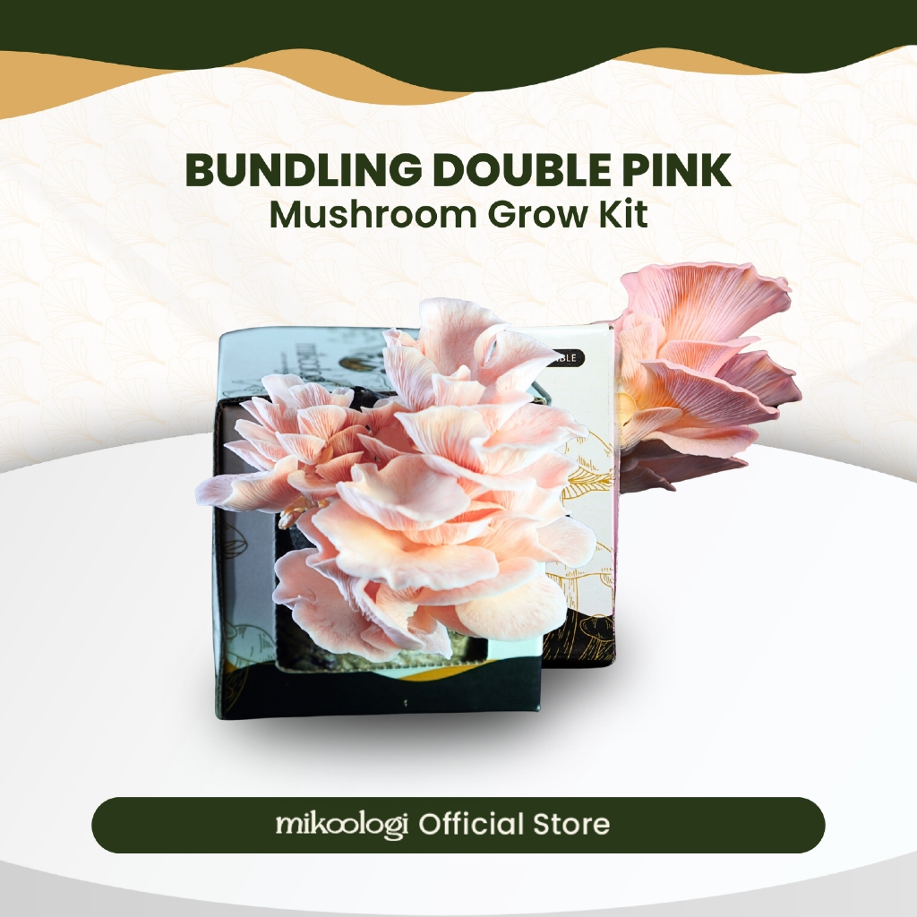 Bundling Double Pink - Mikoologi Mushroom Grow Kit - Hiasan Edukasi Eksplorasi Anak Dekorasi