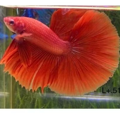 ikan cupang half moon hm slayer ekor panjang