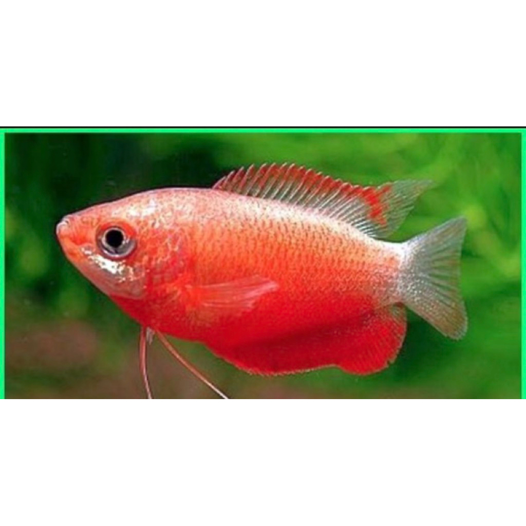 Hiasan Aquarium Gurame Padang