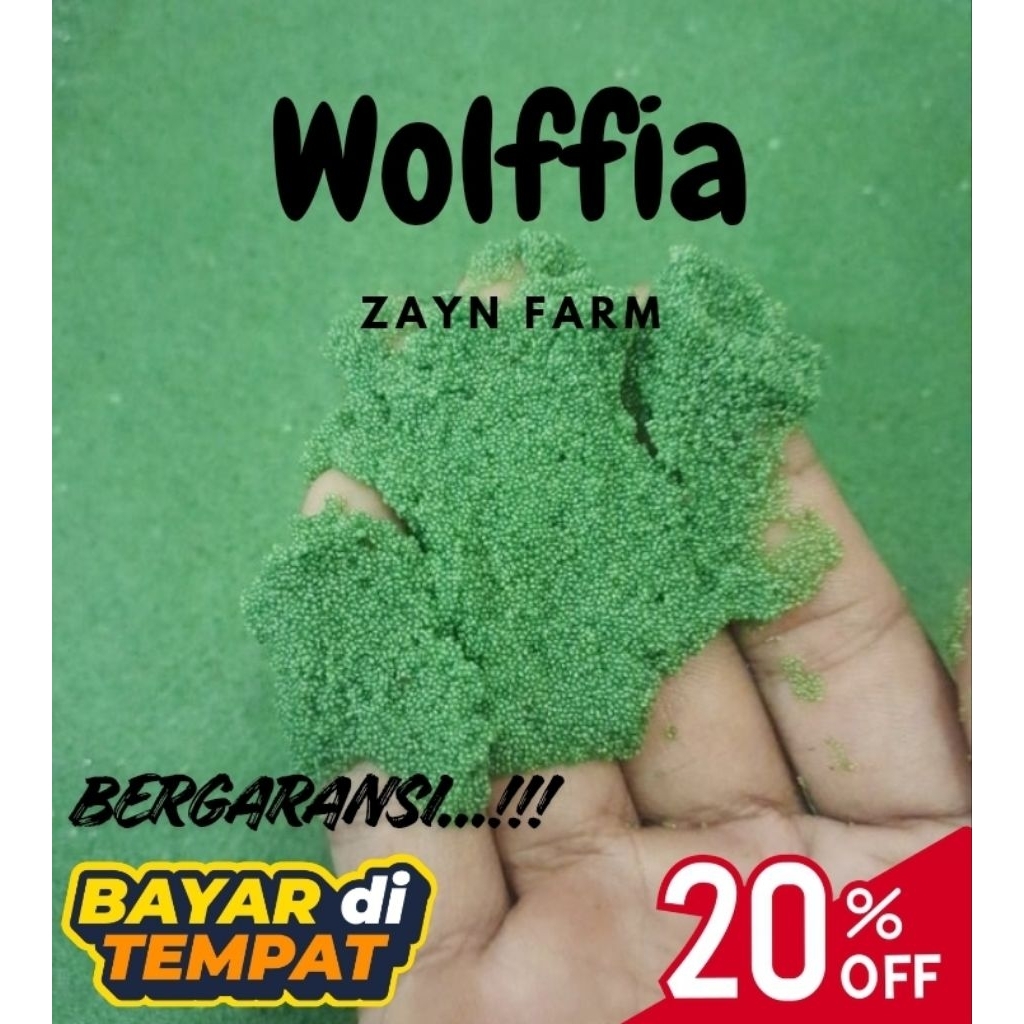 Bibit Wolffia 1/4kg (250g), pakan ikan dan pakan ternak