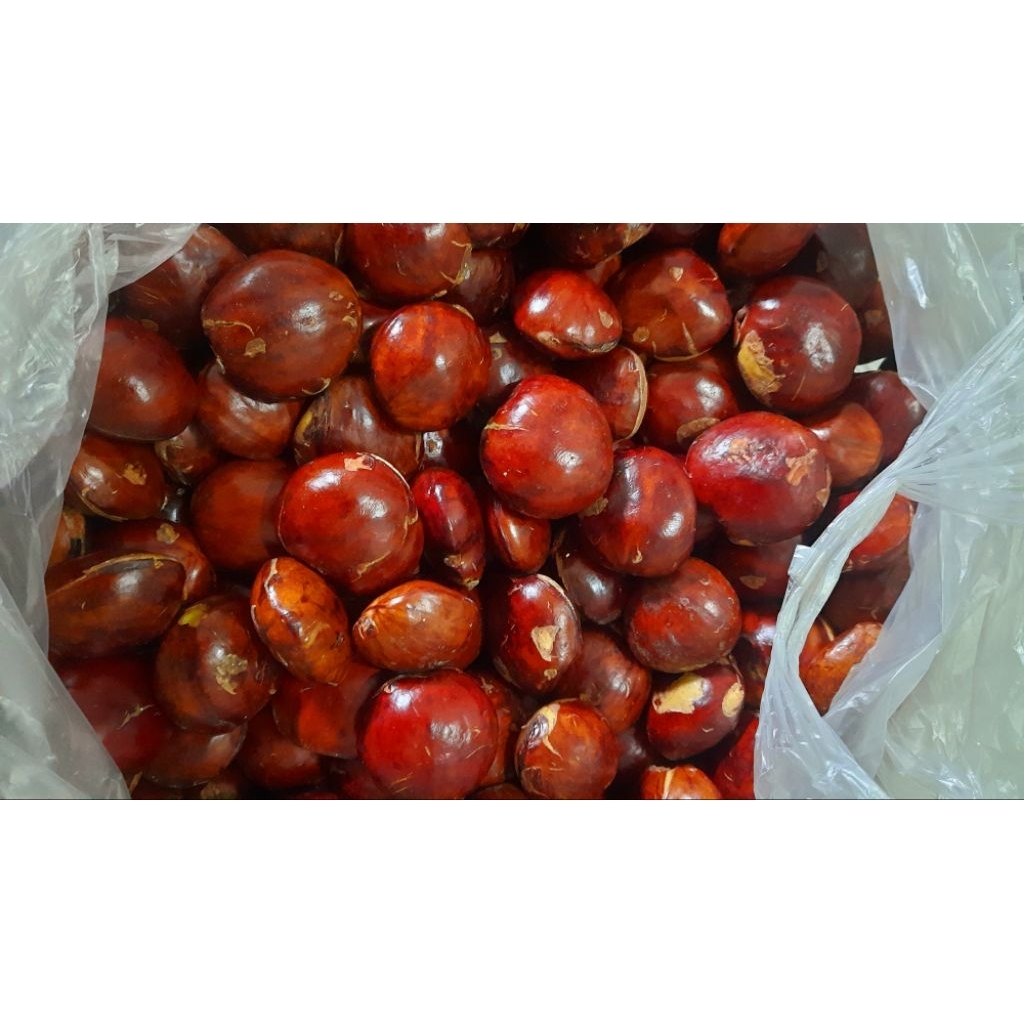 Jengkol besar/jengkol tua/jengkol super(full sortir)