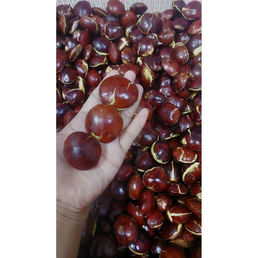 Jengkol besar/jengkol tua/jengkol super(full sortir)