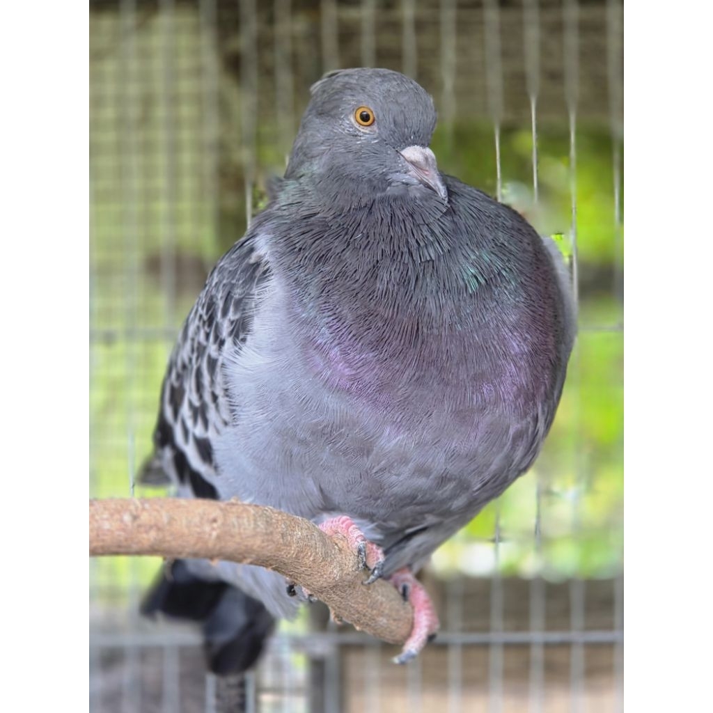 merpati Raksasa FRENCH MONDAIN