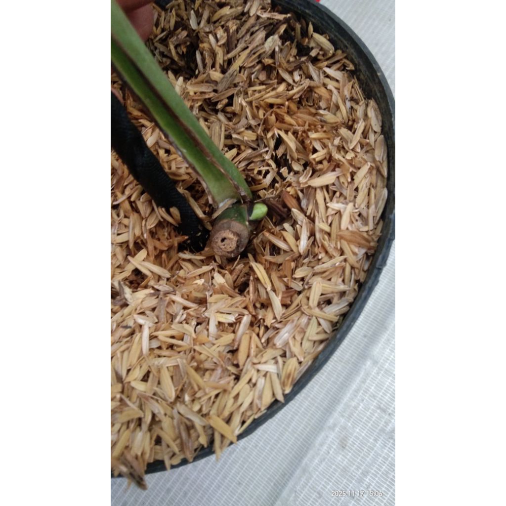 monvar 1daun pancing 1mata tunas