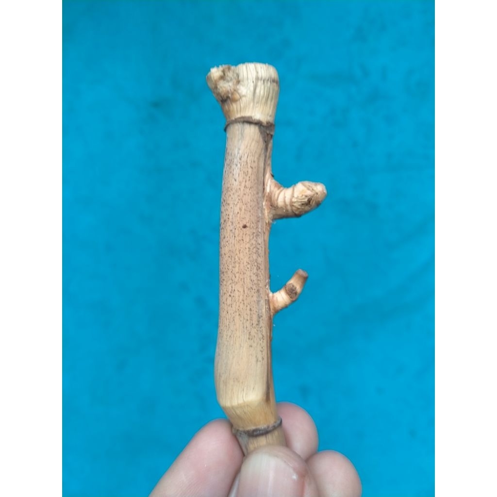 BAMBU UNIK PETUK JALU (8 CM) APUS ISTIMEWA