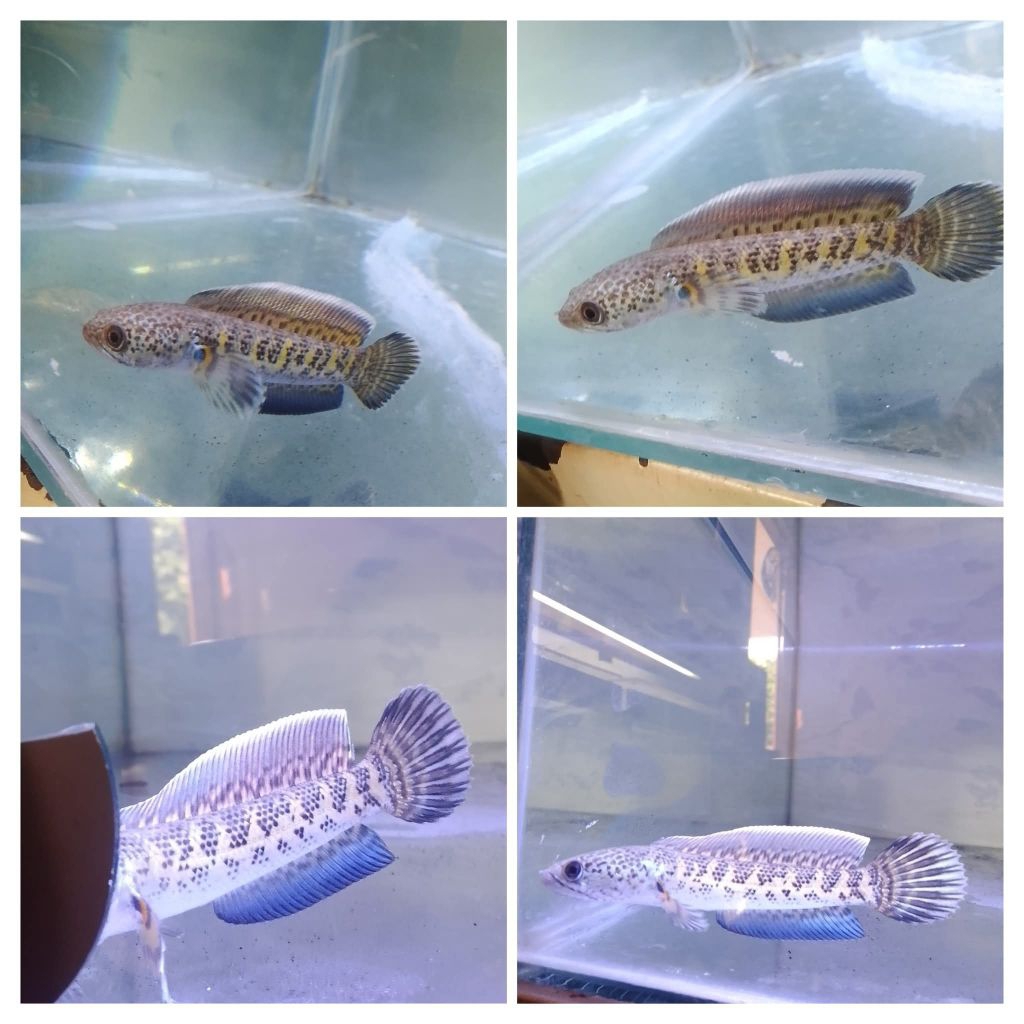 BABY AURANTI 2-4CM  isi 3 Bahan Rim Tebal Gondrong(Gratis Ongkir)