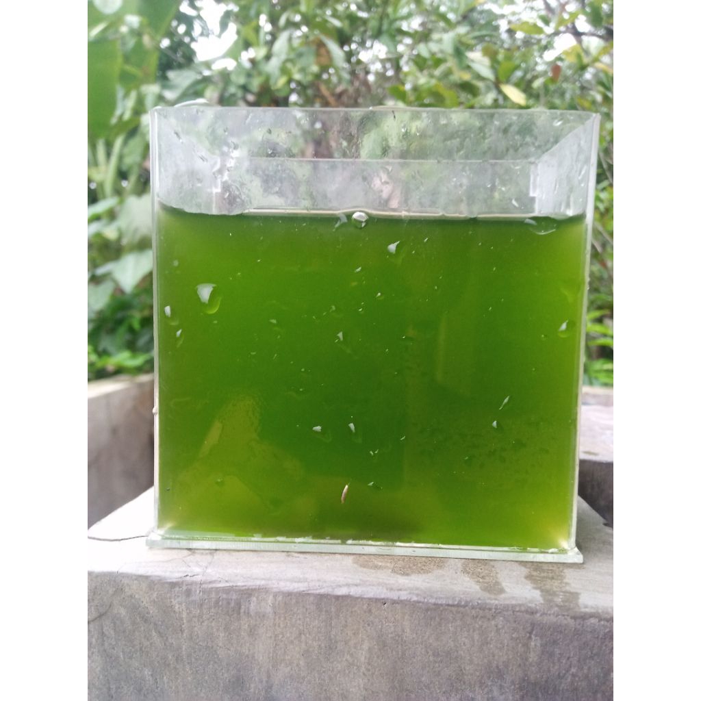 Starter Green Water / Isi 500 ml / Air Hijau / Alga Hijau / Chlorella / Phytoplankton / Pakan Kutir 