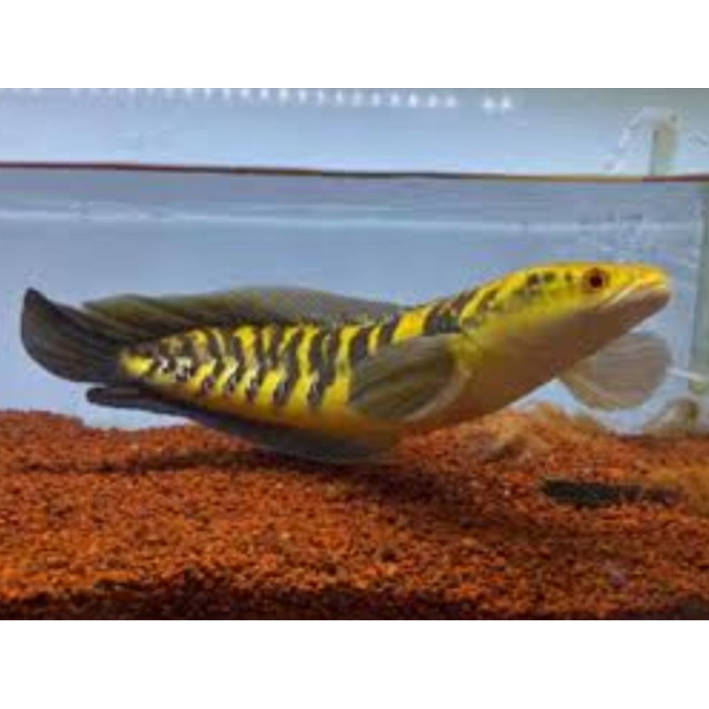 Channa Maru Yellow Sentarum 35cm hiasan aquarium super mentality