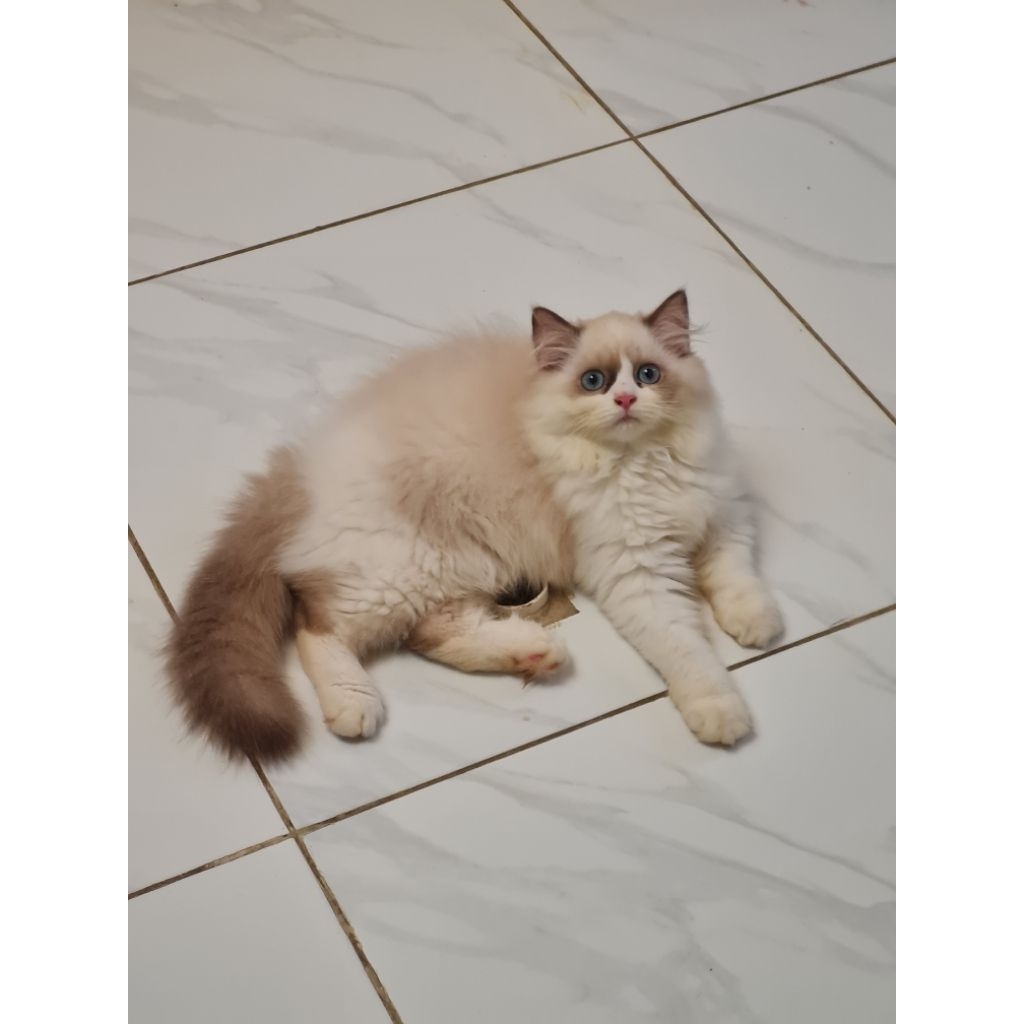 Kitten Ragdoll Nonped