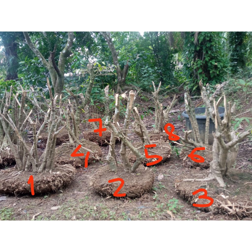 bonsai anting putri batang besar akar besar  bonsai upgrade