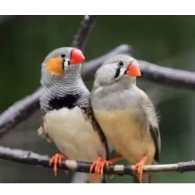 BURUNG ZEBRA FINCH AUSY SEPASANG