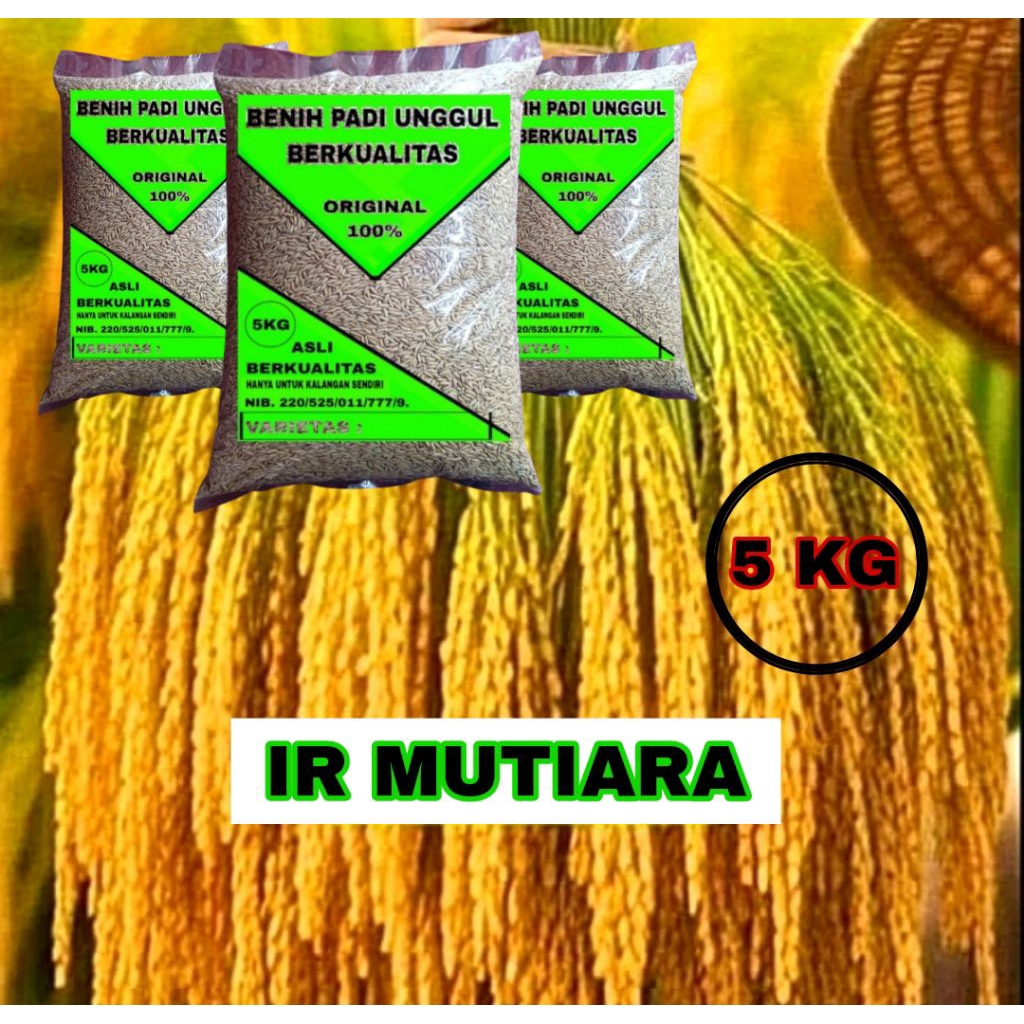 BENIH PADI IR MUTIARA SUPER UNGGUL 5KG