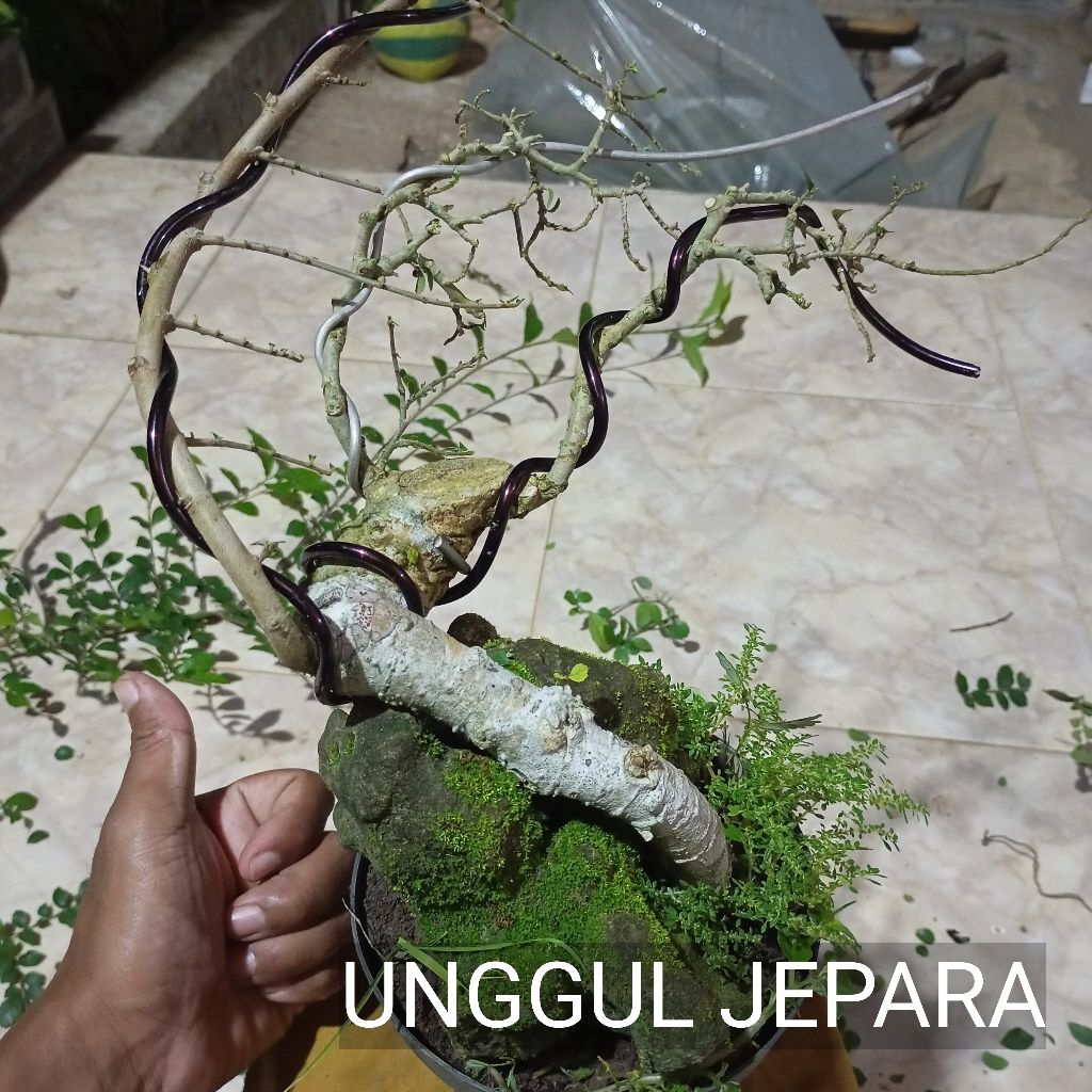 BONSAI SERUT ON THE ROCK