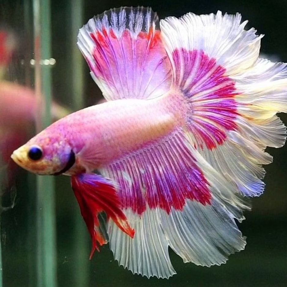 Cupang Halfmoon Lavender | Ikan HM Size M L XL