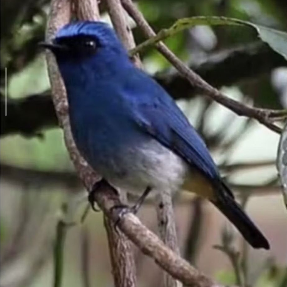 BURUNG TLEDEKAN BIRU JANTAN PILIHAN