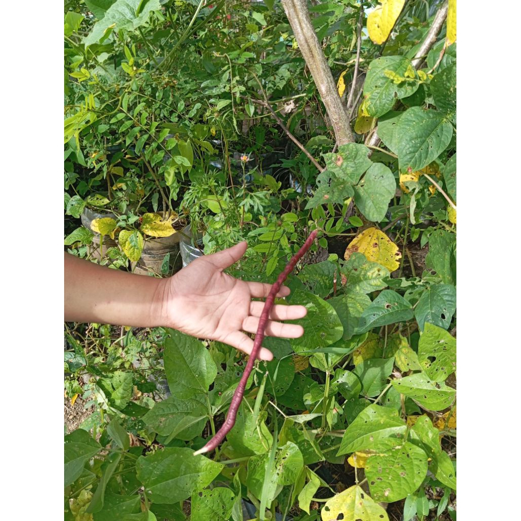 Benih Kacang Panjang Merah