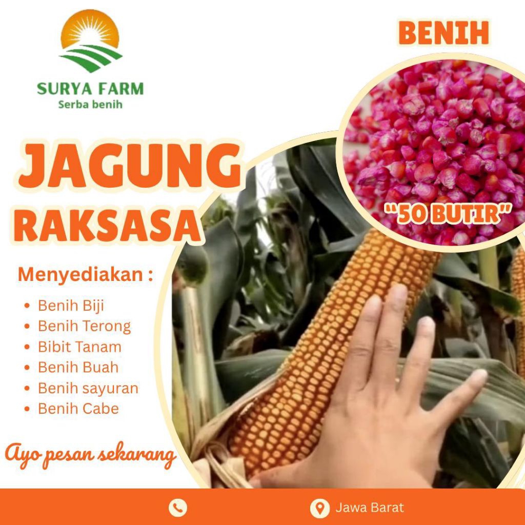 Benih Biji Jagung Raksasa Kemasan /Bibit Jagung Raksasa Jepang