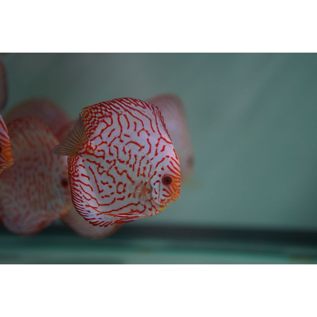 Discus white pigeon Hiasan aquarium