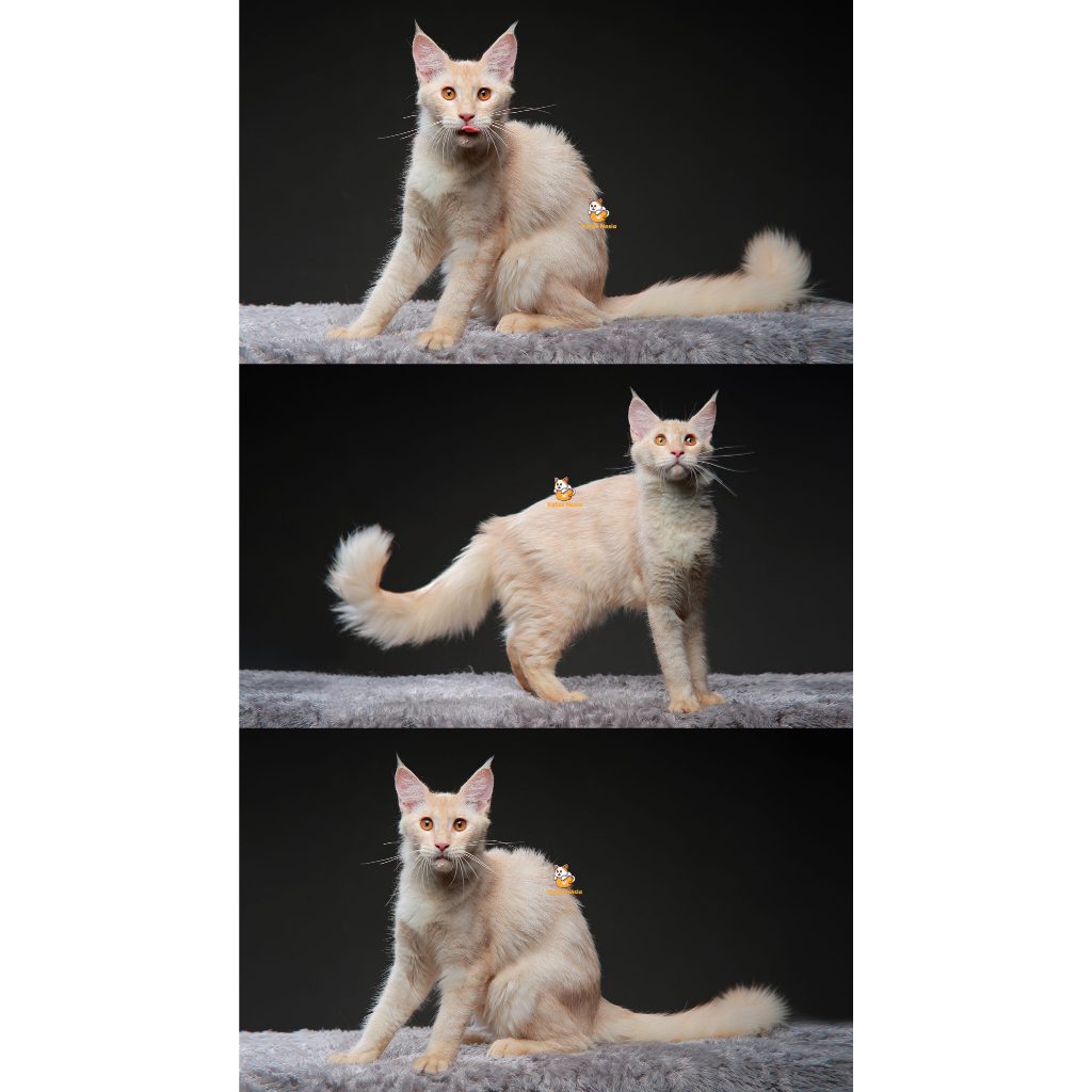 Viska – Kucing Mainecoon 8 Bulan Betina