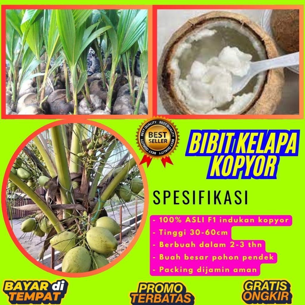 LANGSUNG DARI INDUKAN  Bibit Kelapa Kopyor Asli
