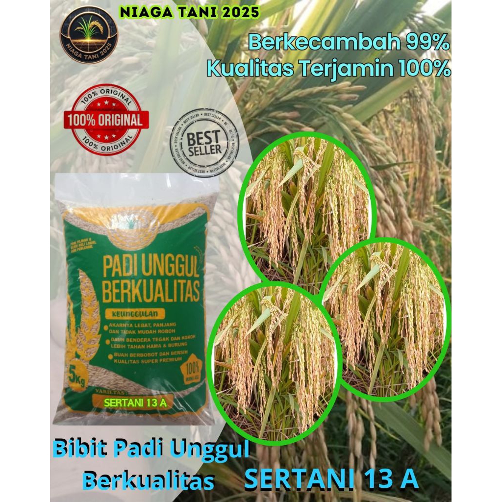 bibit padi unggul premium sertani 13A