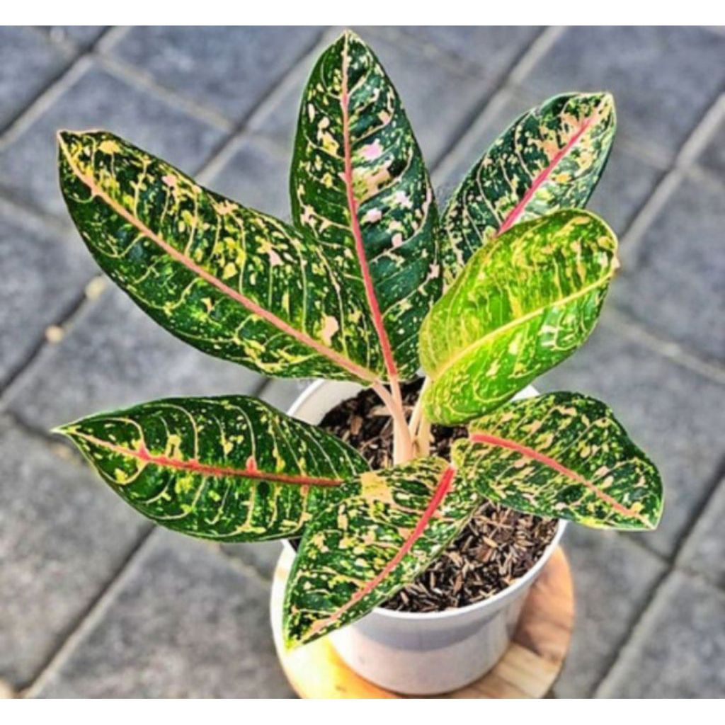 aglonema donacarmen - tanaman hias aglonema donacarmen