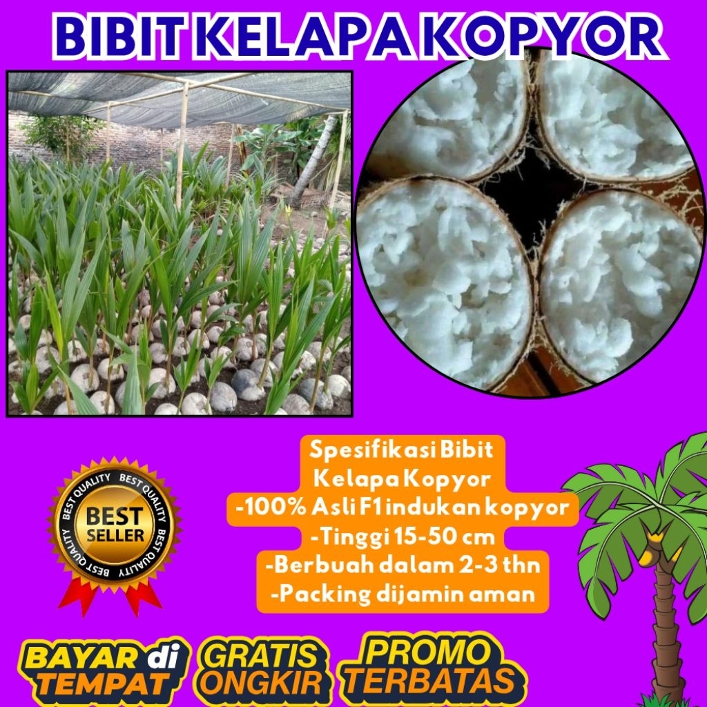 LANGSUNG DARI INDUKAN  Bibit Kelapa Kopyor Asli
