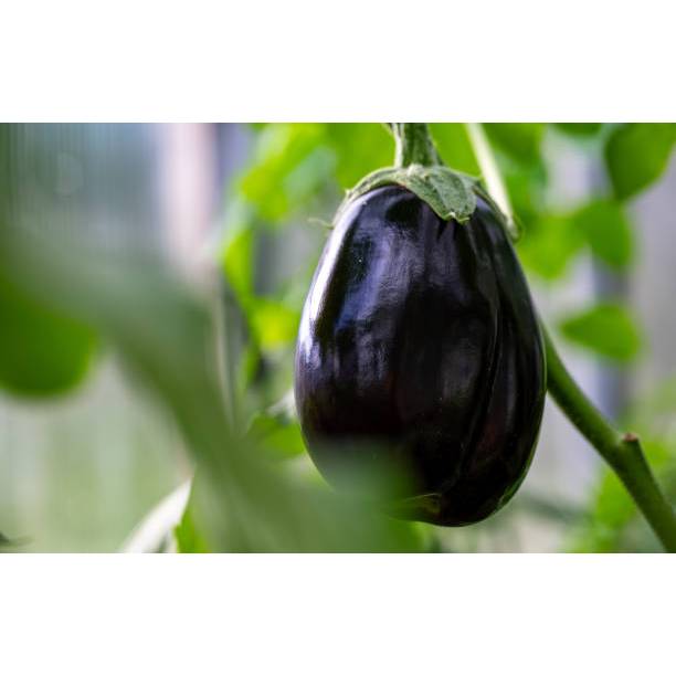 SUBUR BIBIT TERONG BULAT UNGU