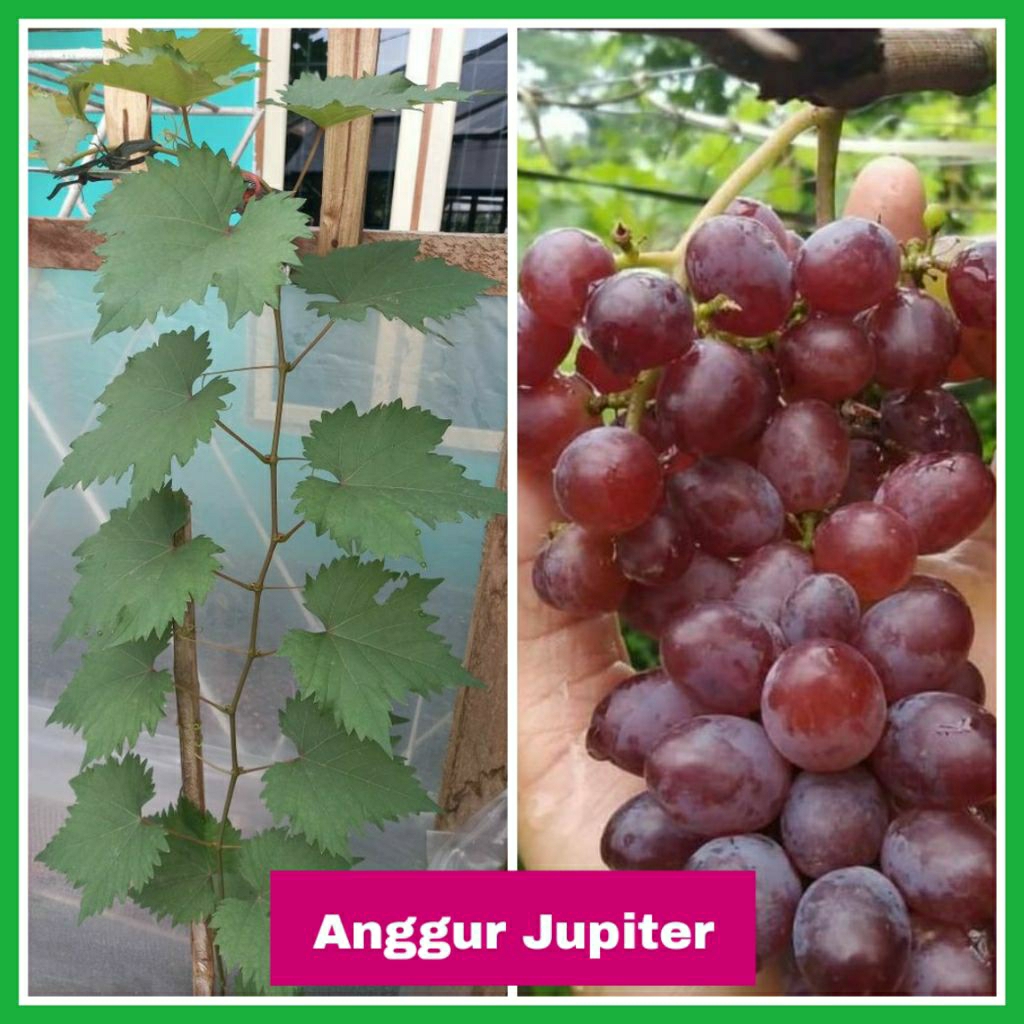 Bibit tanaman anggur Jupiter semi indukan tinggi ±100-120cm