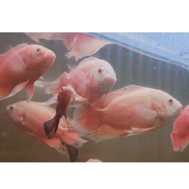 Oscar Paris Albino slayer 22-25cm